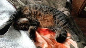 Фердик любит, когда чешут подмышку