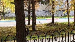 Птицы Сибири. Большой пёстрый дятел