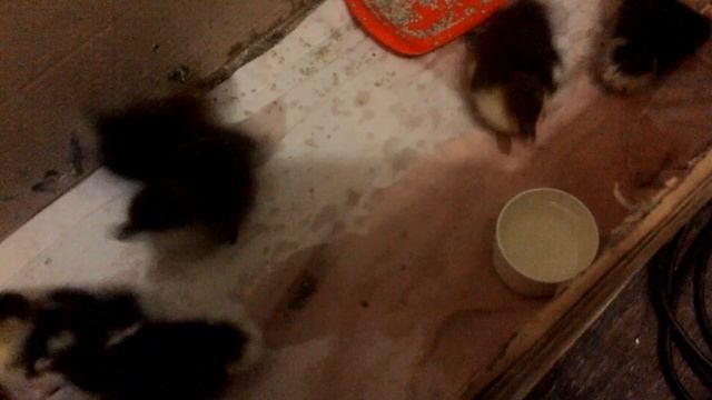 Содержание и кормление мускусных утят. Они беспроблемные смотреть онлайн