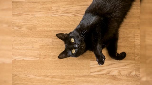 Havana Brown. Pros and Cons, Price, How to choose, Facts, Care, History смотреть онлайн