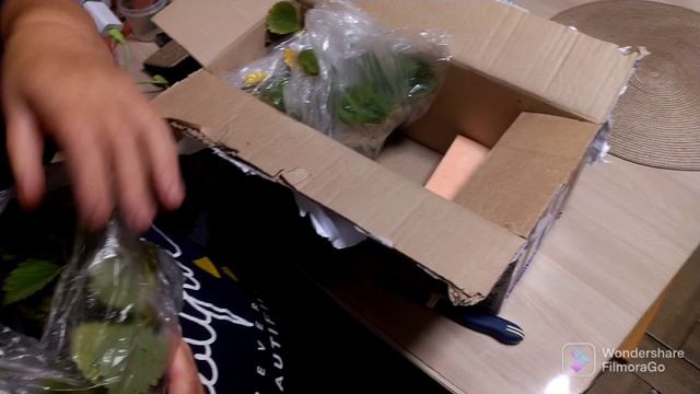 Распаковка клубники от канала Наша новая жизнь в горах Алтая .mp4