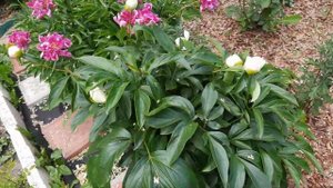 ПИОНЫ ОТЦВЕЛИ. ЧТО ДАЛЬШЕ? ОБЯЗАТЕЛЬНАЯ ПОДКОРМКА ПОСЛЕ ЦВЕТЕНИЯ.