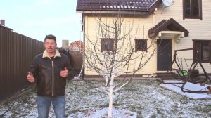 правильная посадка плодовых деревьев 5 ошибок при посадке деревьев и плодового сада