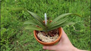 Rhynchorides Bangkok Sunset - успехи после пересадки