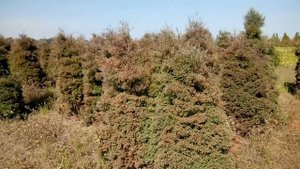 Туя западная "Ericoides" | Plante.md
