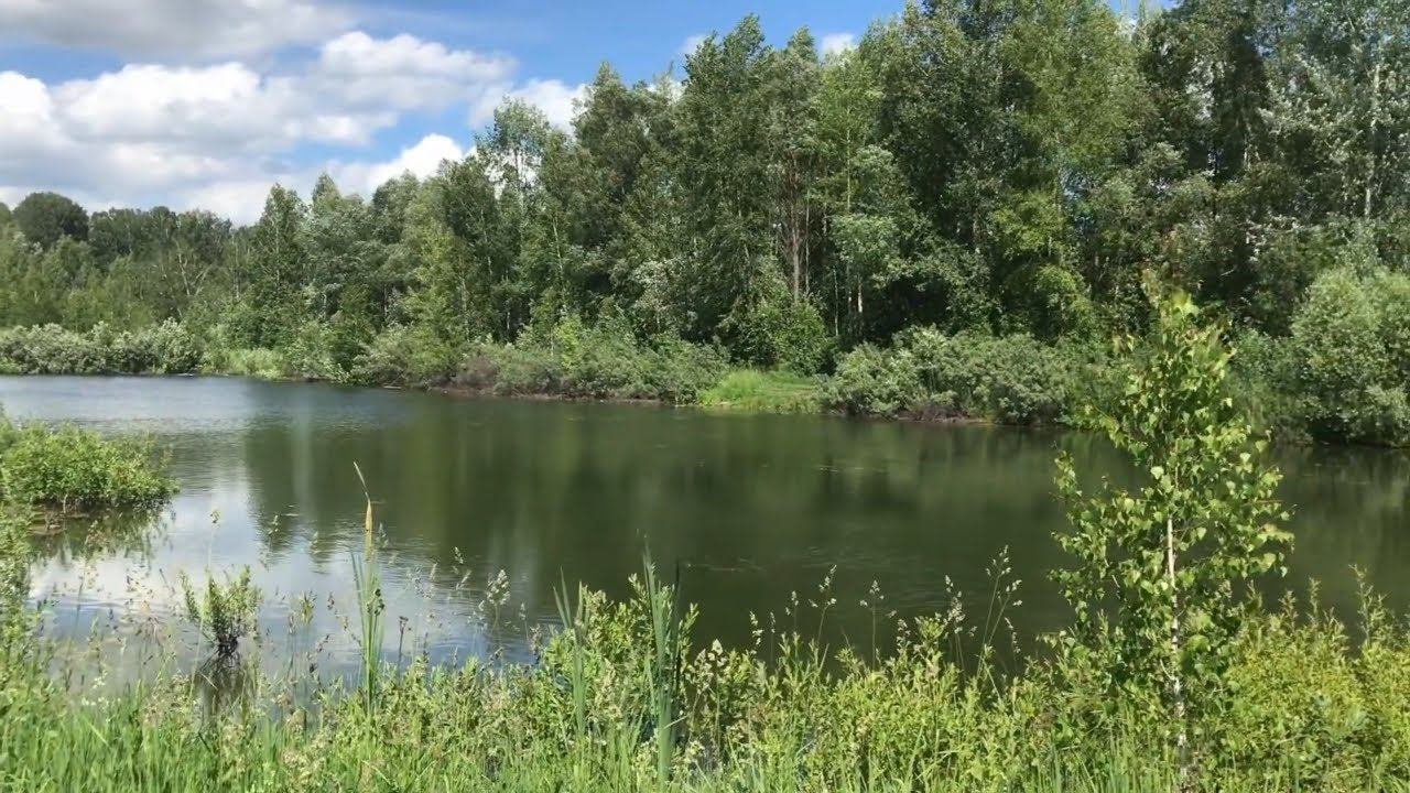 Пригород Новосибирска. Природа, лес озеро птицы. Новосибирская область. Russia Novosibirsk Nature.