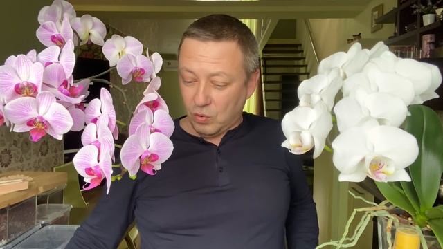 ОРХИДЕЯ НЕ ЦВЕТЁТ, КАКИМ СУПЕР удобрением для орхидеи кормить фаленопсисы для цветения? смотреть онлайн
