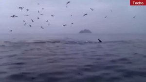 Касатки напали на голубого кита