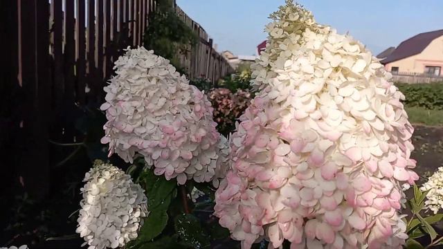 МЭДЖИКАЛ СВИТ САММЭ💖компактная гортензия для вашего сада смотреть онлайн