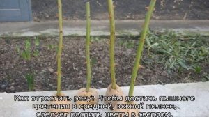 Как вырастить розу