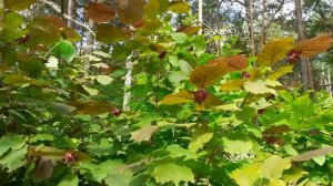Теневыносливые кустарники и деревья. Небольшой обзор. Сибирь