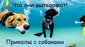 попробуй не засмеяться