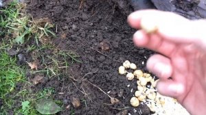 How to plant Fritillaria Meleagris Mix - Snake’s Head Fritillary | Tutorial | Gardening Tips |