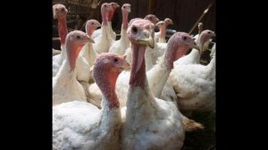 ХАЙБРИД КОНВЕРТЕР//Какие индюки самые выгодные//Каких индюков лучше разводить