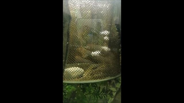 купил белую моллинезию снежинка смотреть онлайн