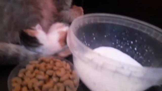 Забрали кошку с улицы и кормим её смотреть онлайн