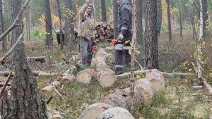 Первый Раз в Жизни Валю Лес ? Самозаготовка! Режем Дрова и Валим Лес! Деревня 2023