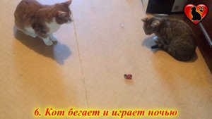 12 Денежных Примет про Кошек! Как Кот, Может, Привлечь Деньги в Ваш Дом?!