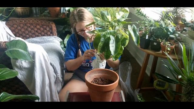 Plant Unboxing! Philodendron Burle Marx Variegated смотреть онлайн