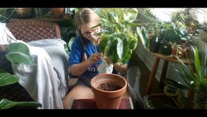 Plant Unboxing! Philodendron Burle Marx Variegated