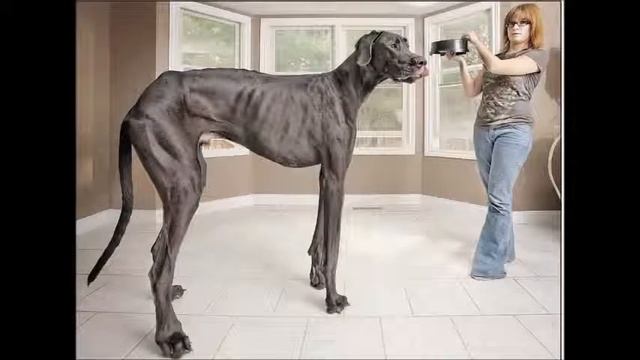 Самые необычные рекорды Гиннеса смотреть онлайн