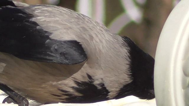 Она вернулась!  Ворона в фонтане.  Серия 2. смотреть онлайн