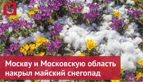 Москву и Московскую область накрыл майский снегопад