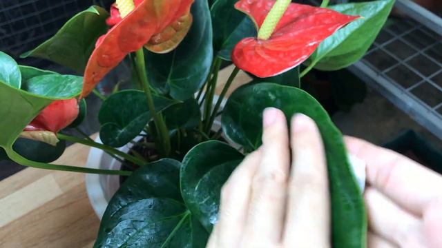 I Sprinkled 1 Spoon That Made Anthuriums Grow Fast And Bloom Out Of Control смотреть онлайн