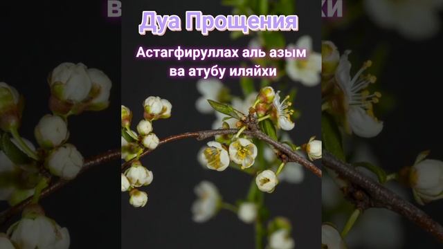 кто желает прощения своих грехов, должен три раза произнести эту дуа. ИН шаа Аллах