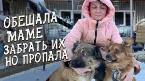 Спасение животных _ 2 отказника из Серова _ Должна была забрать но исчезла