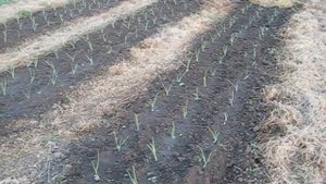 Выращиваем лук эксибишен