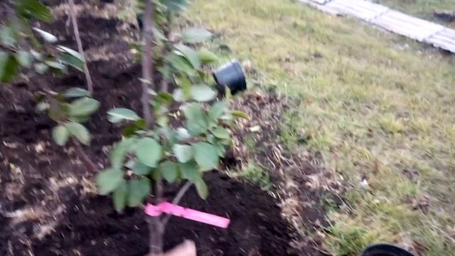 Будущий сад и плантация ежевики. Начало. смотреть онлайн