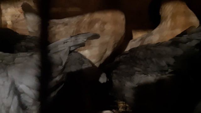 Неизвестная порода кур. Помогите определить. смотреть онлайн