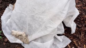 Укрытие роз🌹, туй и можжевельника 🌲 на зиму.