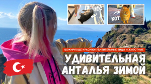 Анталья или Аланья - что лучше? Турция зимой самостоятельно. Котики. Мужчина застрял в скале