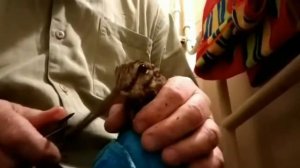 Вальдшнеп. Кормление.