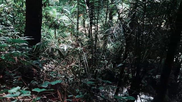 Влог. Уехали с Линой в джунгли. смотреть онлайн