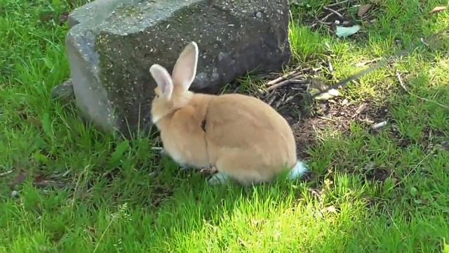 Кролик на поводке!.mp4 смотреть онлайн