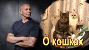 Чем полезны, чем вредны наши кошки и коты. Мнение Александра Палиенко