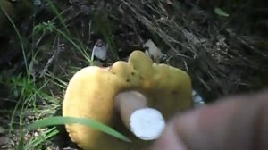 Царский гриб-белый.