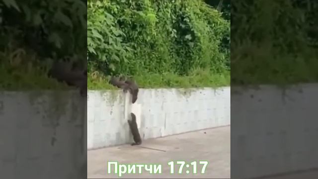 ,,Настоящий друг любит во всякое время,..." ( Притчи 17 : 17 )