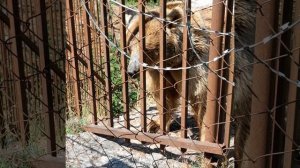 мы кормили медведей