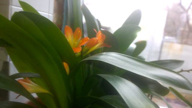 Январское цветение....Дендробиум нобиле=король января...... смотреть онлайн