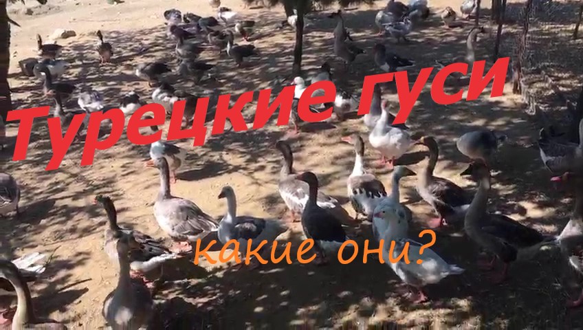 Турецкие гуси