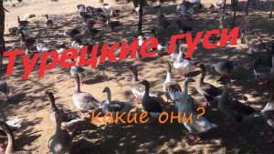 Турецкие гуси