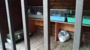 Авто-кормушка для собаки,если вы уезжаете.