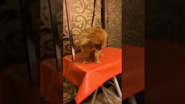 Гигиеническая стрижка шпица смотреть онлайн