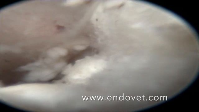 Неоплазия среднего уха у кошки слева с прорастанием полипа в носоглотку и наружный слуховой прохо смотреть онлайн