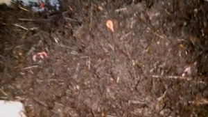 ПАН28. Выращивание Дендробены только на одном сене и соломе. Без  дополнительного корма. Осмотр.