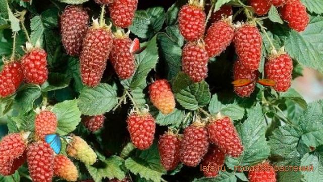Ежевика обыкновенная Логанберри (rubus fruticosa) ? обзор: как сажать, саженцы ежевики Логанберри смотреть онлайн